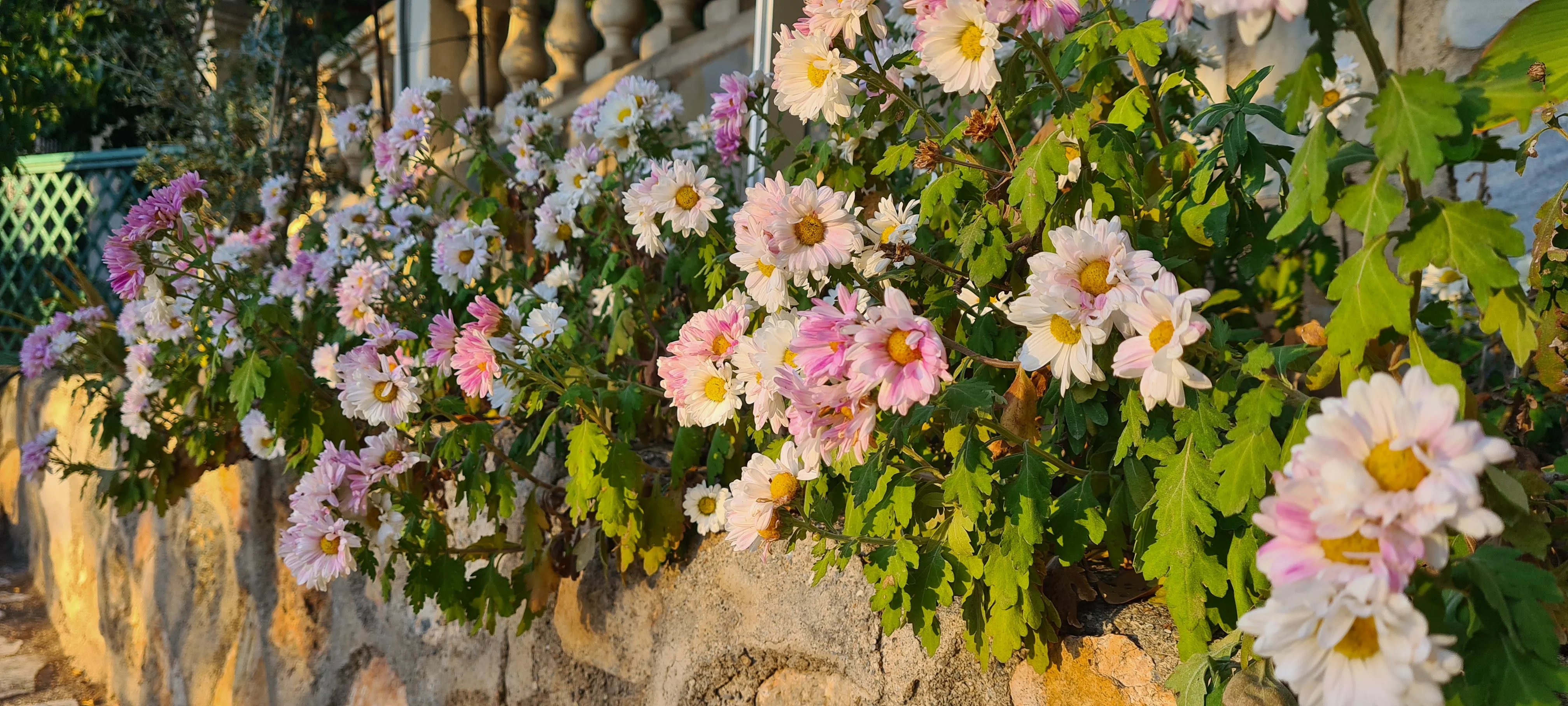 Flores